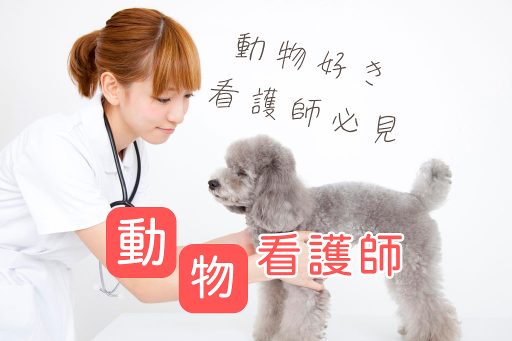 動物好きな看護師さん必見 動物看護師になるには 看護コラム 看護求人ガイド